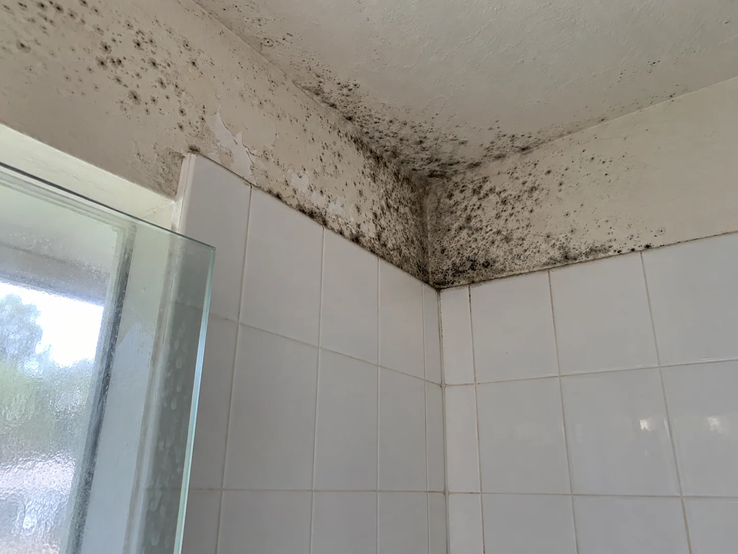 Dark mould growth in a Houston bathroom shower corner