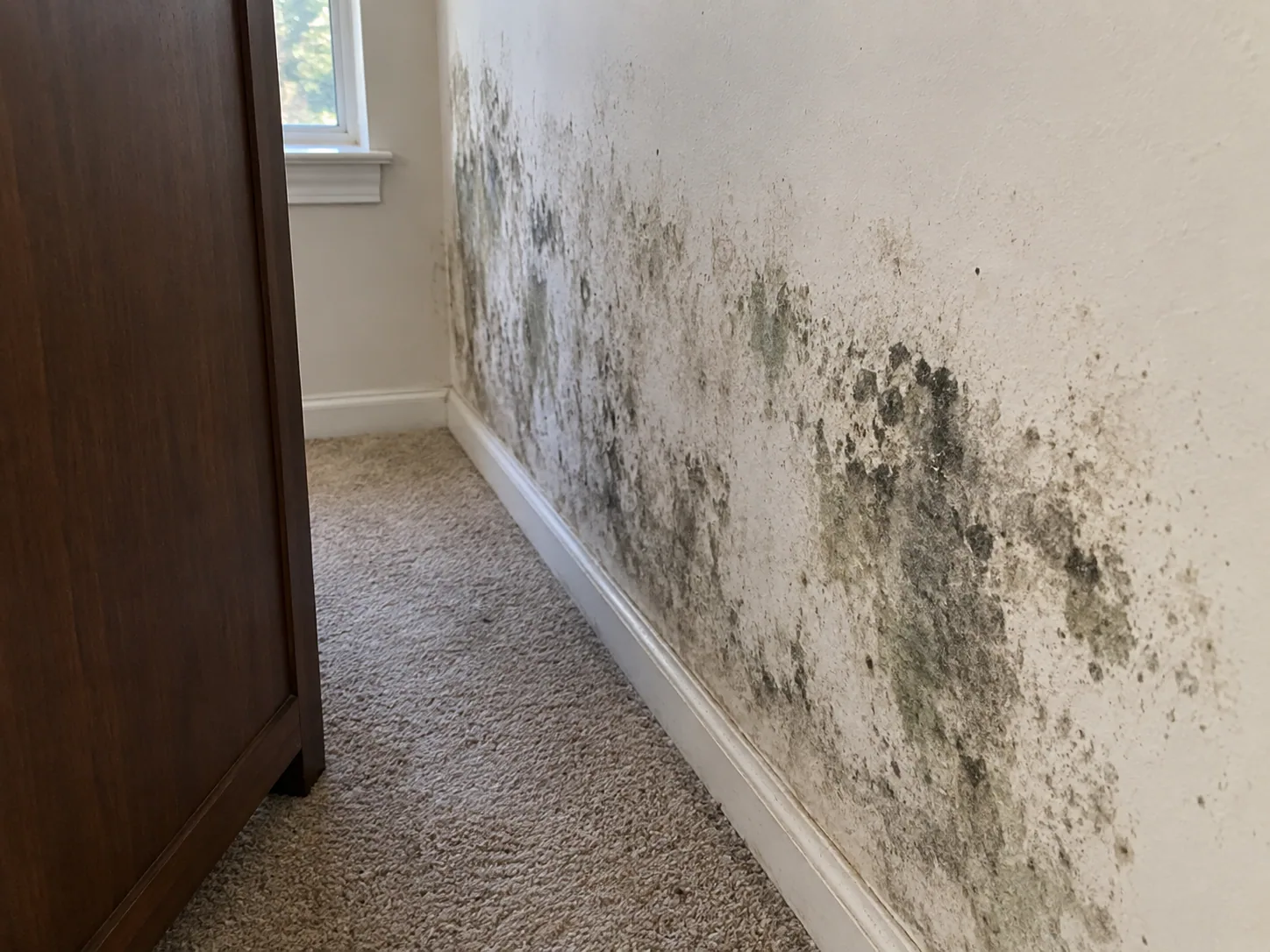 Mould found on plasterboard behind a wardrobe in Houston